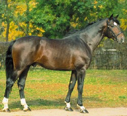 Furioso North Star  forrás:Google