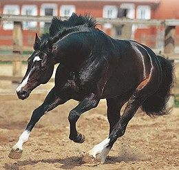 Holsteini